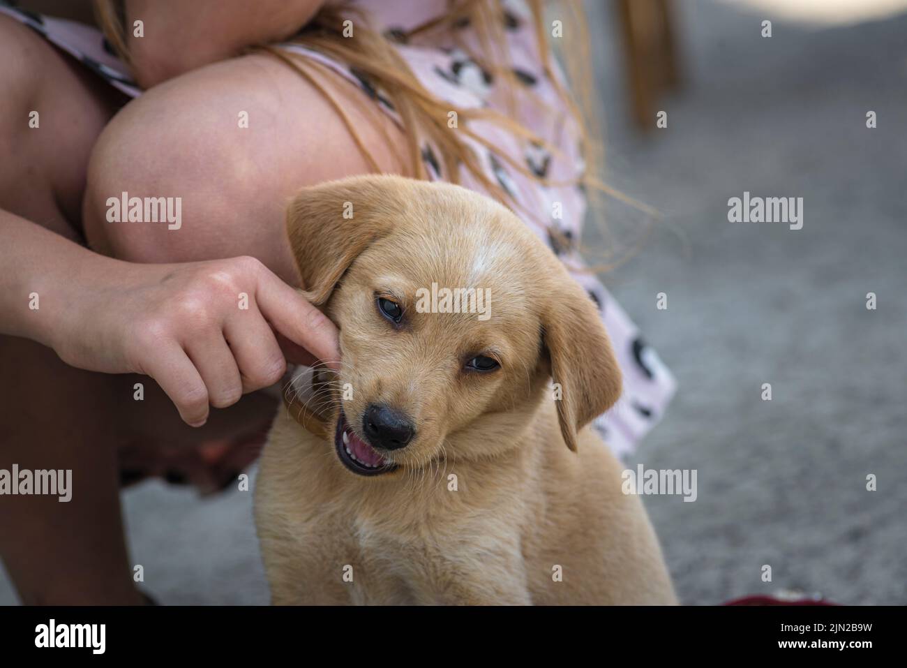 Golden Labrador Retriever cane che giace cucciolo Puppy avere divertimento morsi giocare. Graffi se stesso Foto Stock