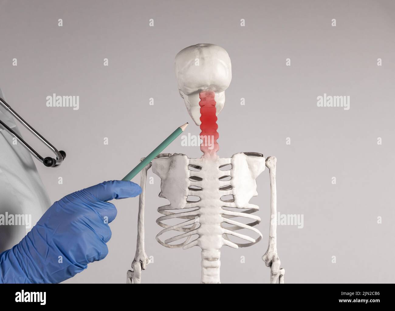 Mano del medico che punta allo scheletro delle vertebre cervicali con ...