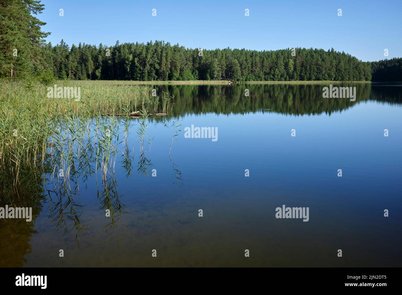 Lago Niedrājs, parrocchia di Launkalnes, regione Smiltenes, Lettonia Foto Stock