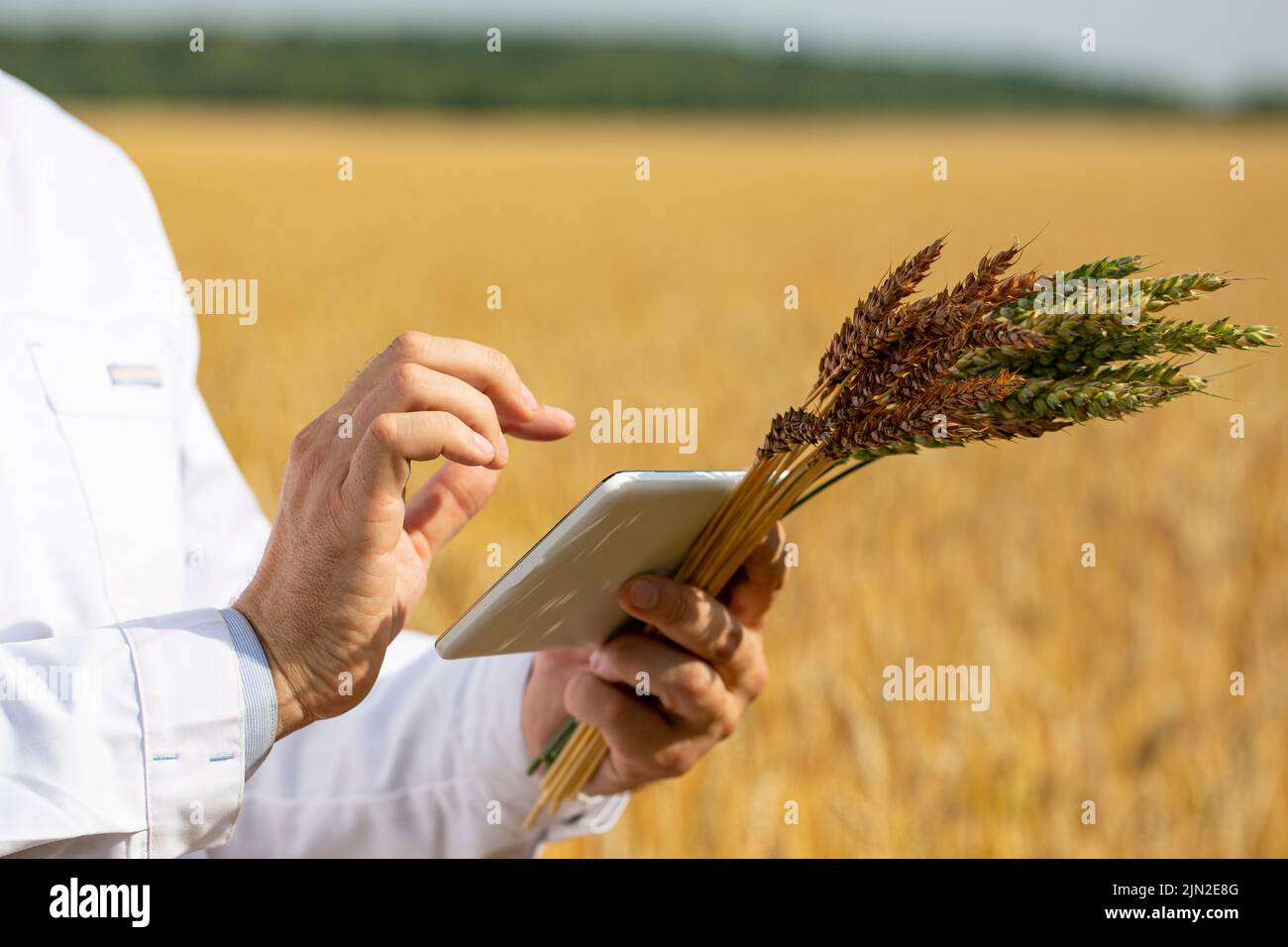 Primo piano con le mani. Scienziato in un campo di grano che controlla la condizione del raccolto e l'immissione dei dati in un tablet pc. Ricerca nel campo della genetica Foto Stock