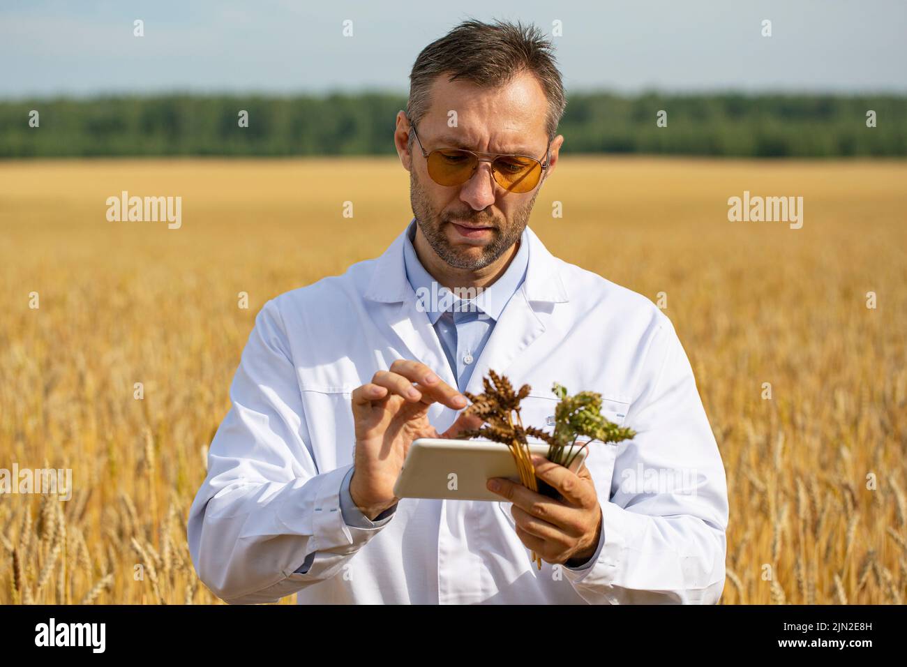 Foto di uno scienziato in un campo di grano che controlla lo stato del raccolto e l'immissione dei dati in un tablet pc. La ricerca nel campo della genetica Foto Stock