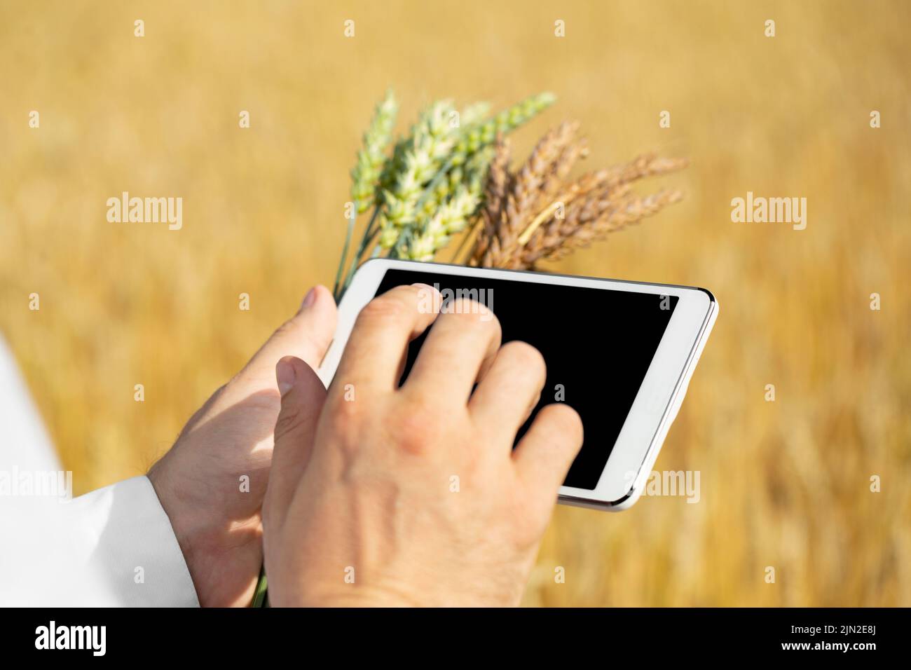 Primo piano di una mano di uno scienziato in un campo di grano che controlla lo stato del raccolto e l'immissione dei dati in un tablet pc. Ricerca nel campo o Foto Stock