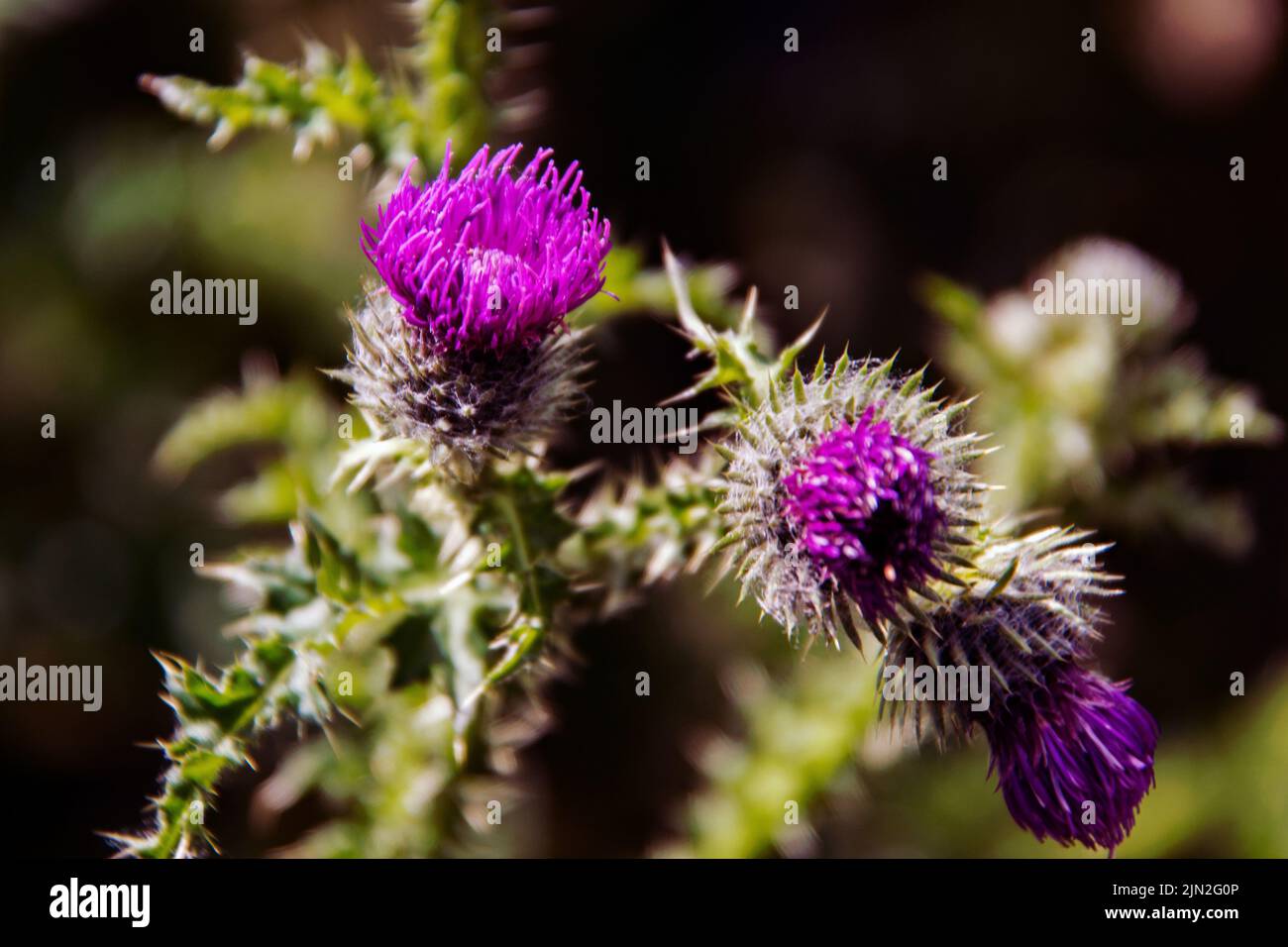 Silybum marianum è una specie di cardo. Ha nomi che includono il cardo del latte, il cardo benedetto, il cardo mariano, il cardo di Maria, il cardo di Santa Maria Foto Stock