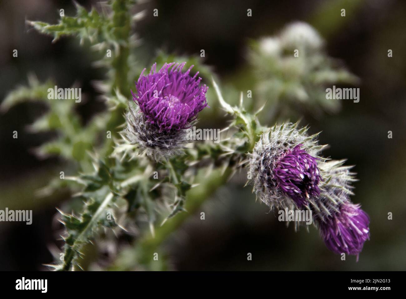 Silybum marianum è una specie di cardo. Ha nomi che includono il cardo del latte, il cardo benedetto, il cardo mariano, il cardo di Maria, il cardo di Santa Maria Foto Stock