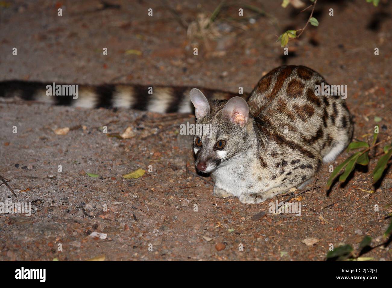 Südliche Großfleck-Ginsterkatze / genet sudafricano a macchie grandi / Genetta tigrina Foto Stock