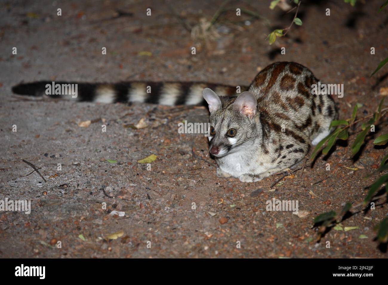 Südliche Großfleck-Ginsterkatze / genet sudafricano a macchie grandi / Genetta tigrina Foto Stock