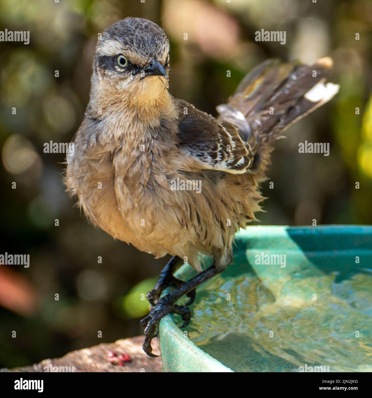 Il mockingbird, dal colore gesso, è un uccello della famiglia Mimus saturnino. Si trova in Brasile Foto Stock