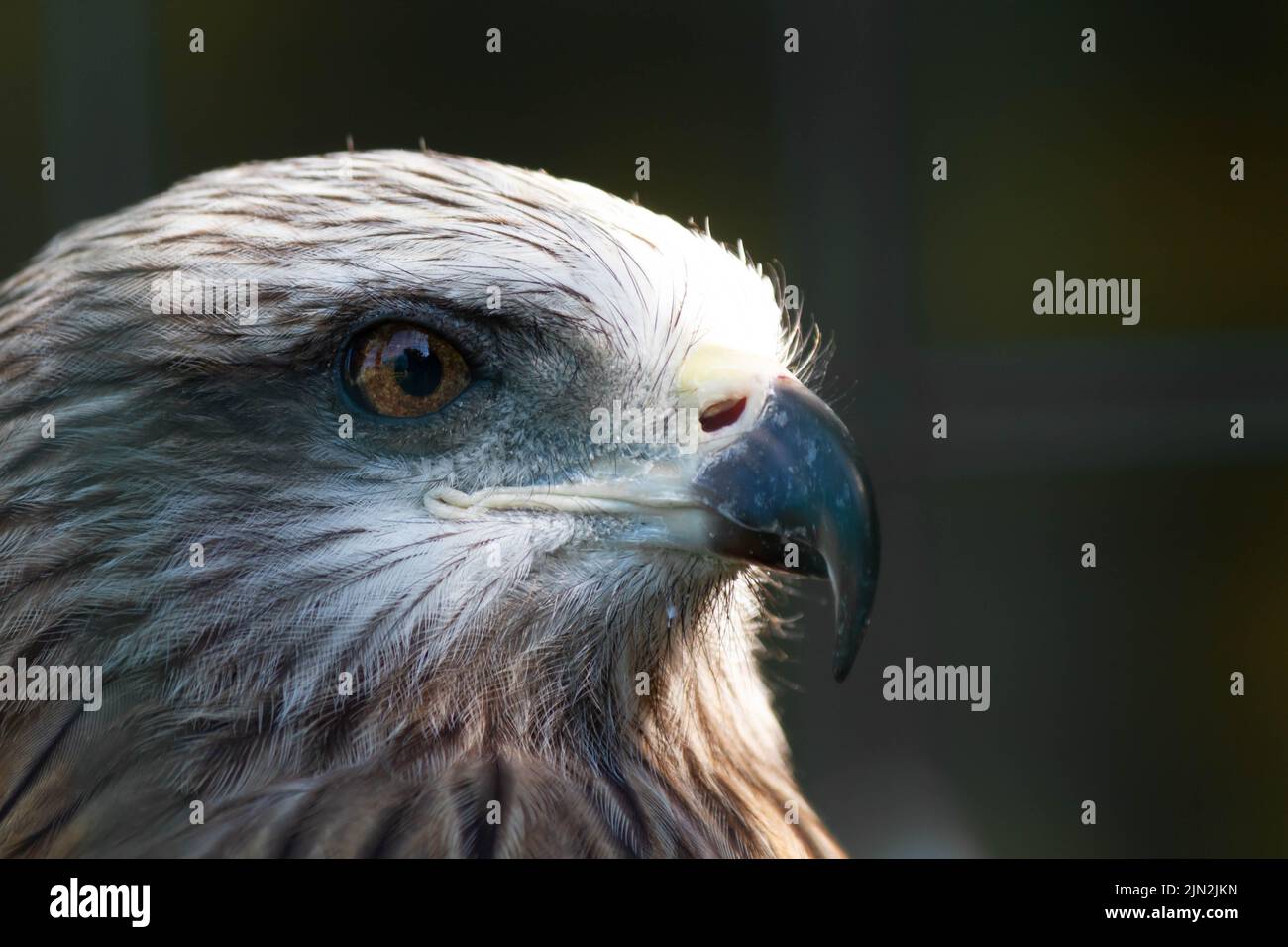 Aquila americana allo zoo. Falco in cattività. Uccello della famiglia dei falchi. Simbolo americano della nazione. Foto Stock