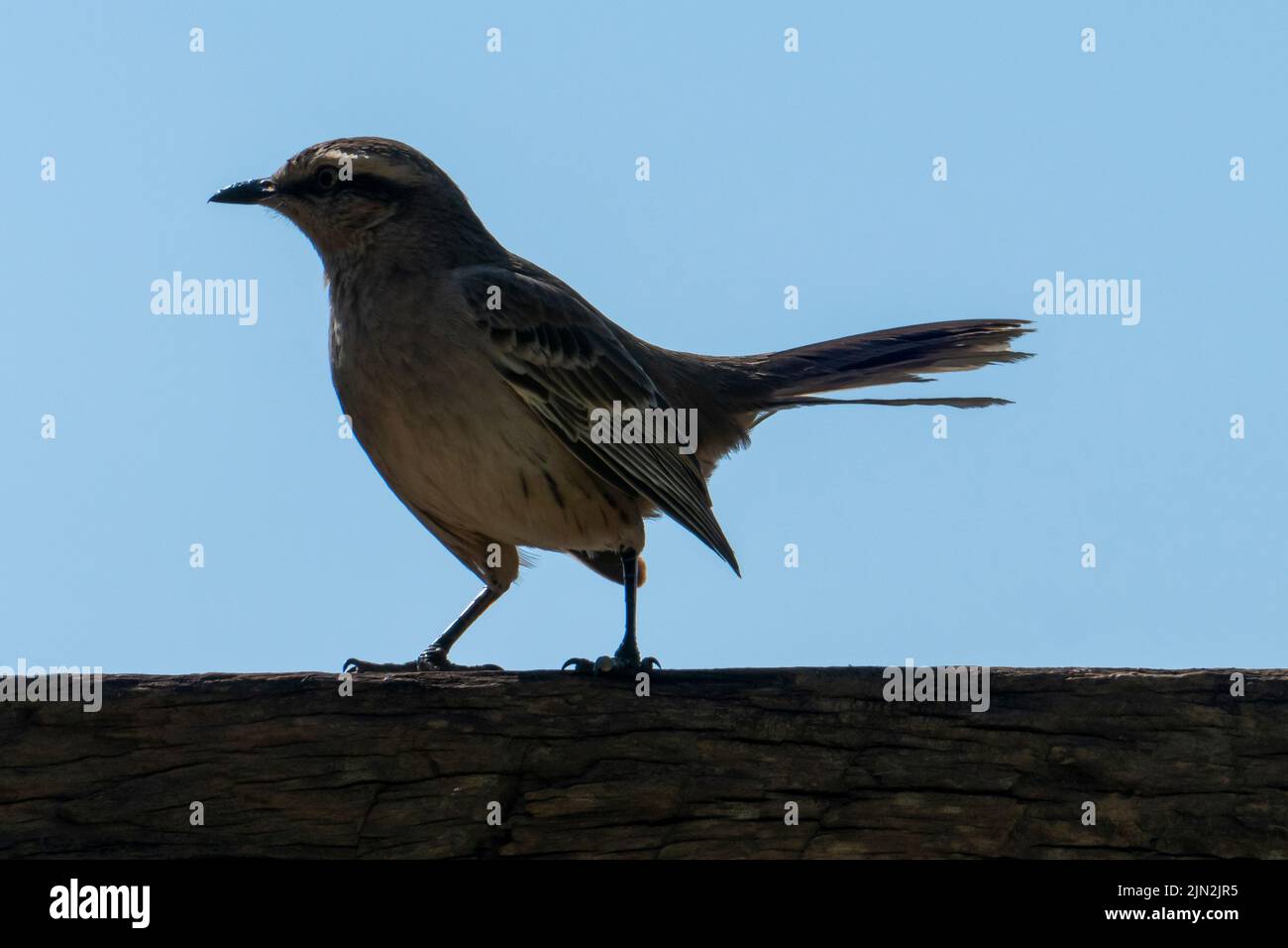 Il mockingbird, dal colore gesso, è un uccello della famiglia Mimus saturnino. Si trova in Brasile Foto Stock