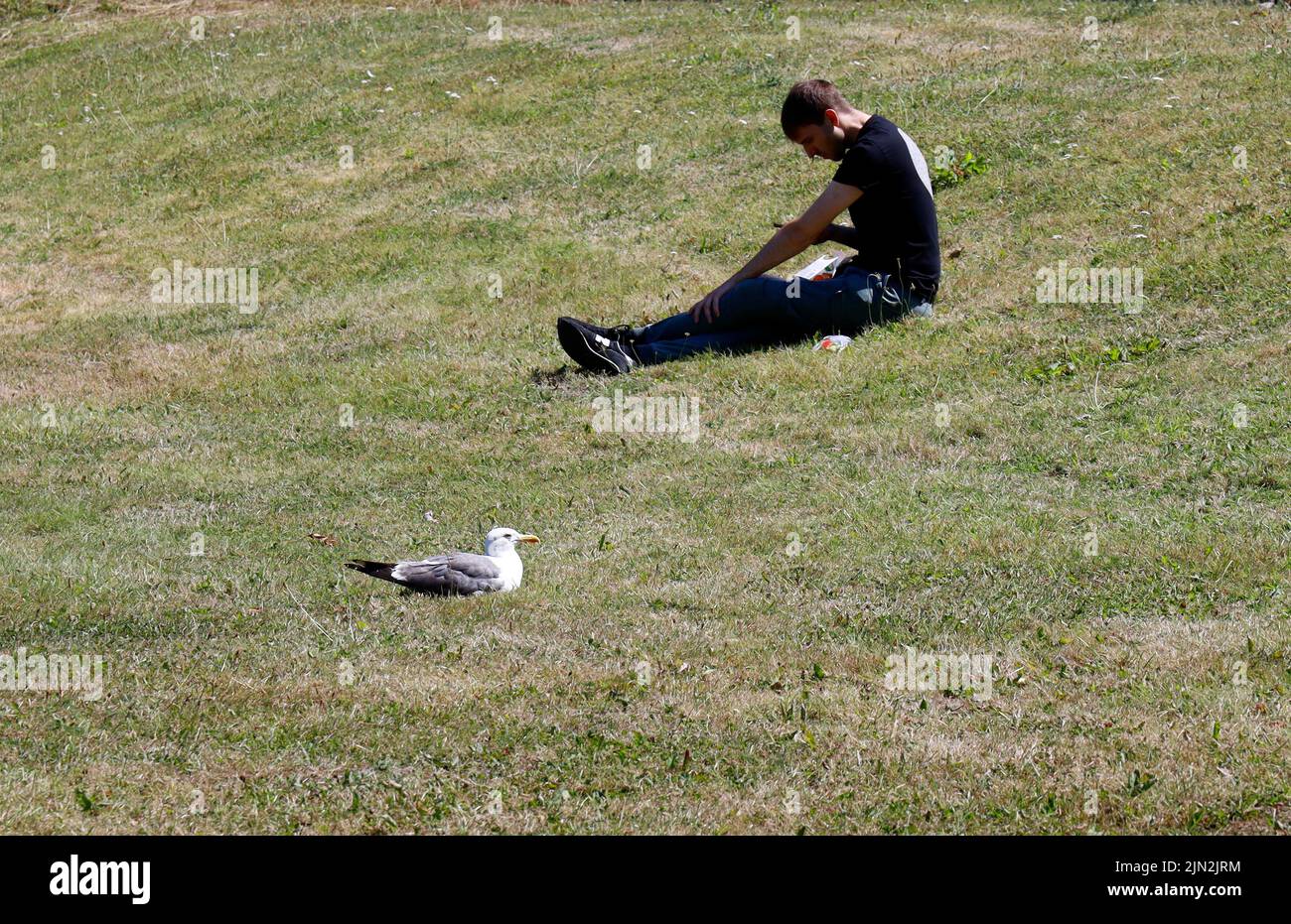 Divertente apparente collaborazione tra giovane maschio e un gabbiano, entrambi seduti sull'erba. Estate 2022. Agosto Foto Stock