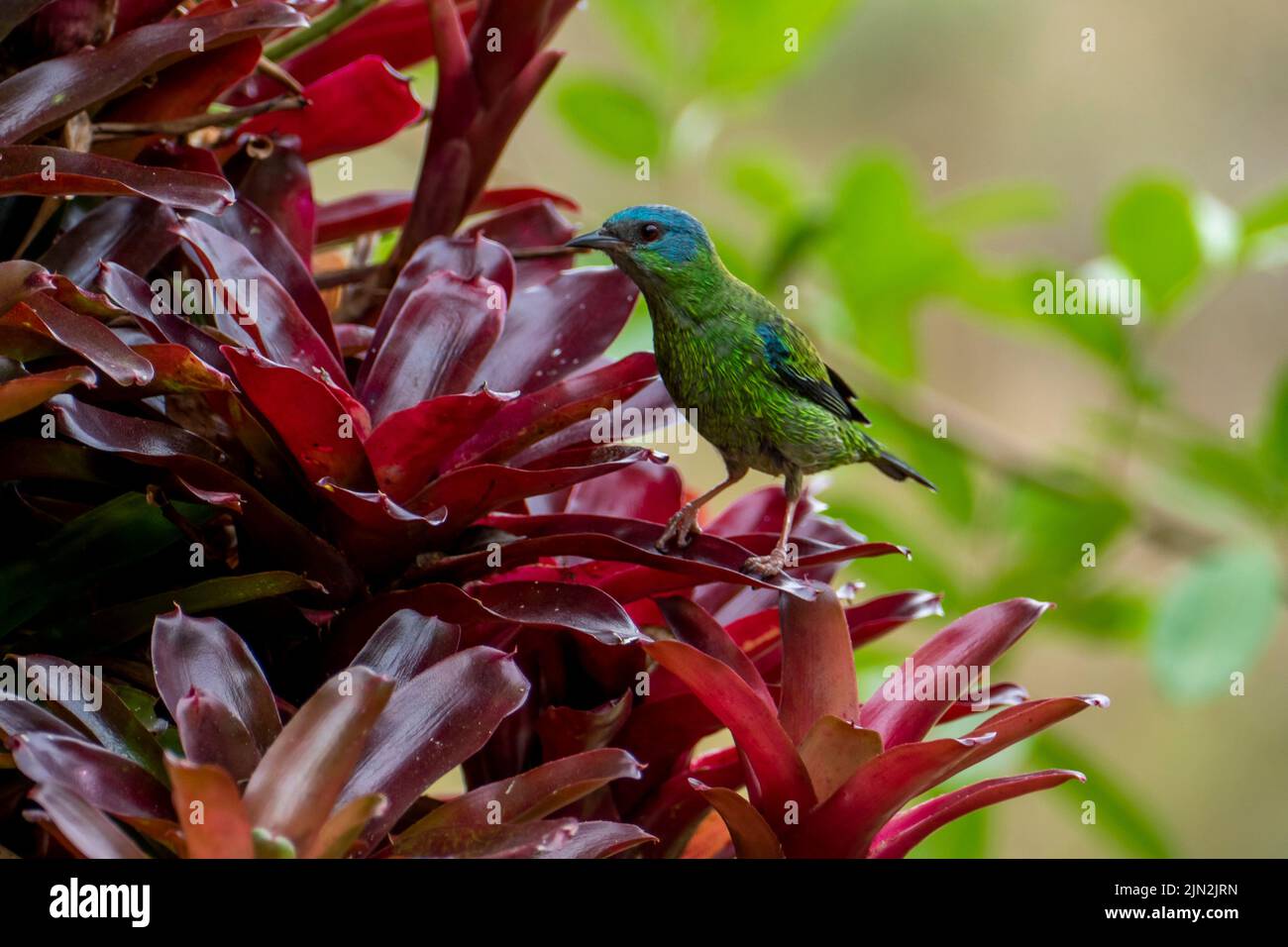 Il dacnis blu o capriccioso turchese (Dacnis cayana) è un piccolo uccello passerino Foto Stock