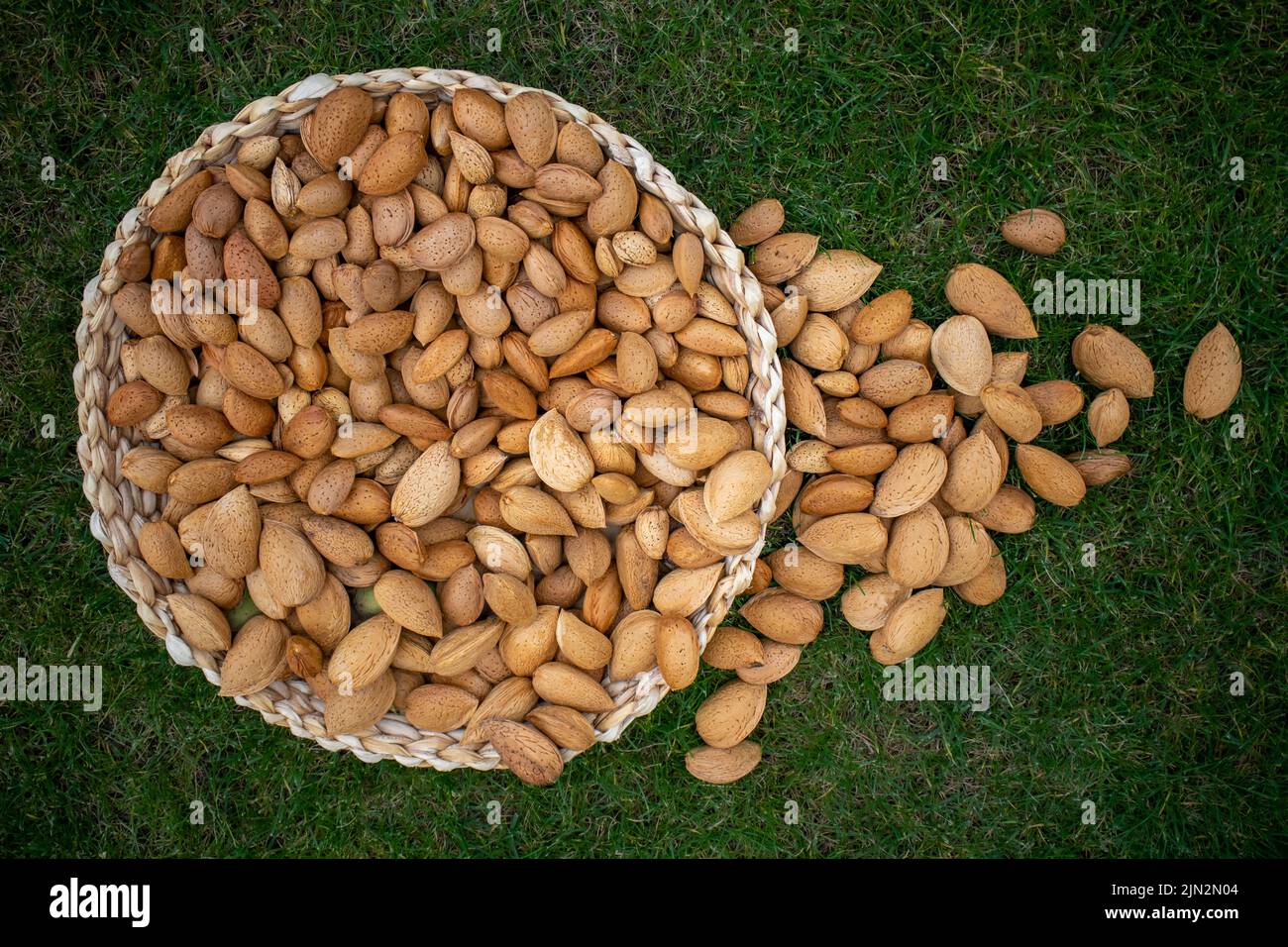 Bandeja de mimbre lena de almendras con cáscara y algunas fuera sobre el césped Foto Stock