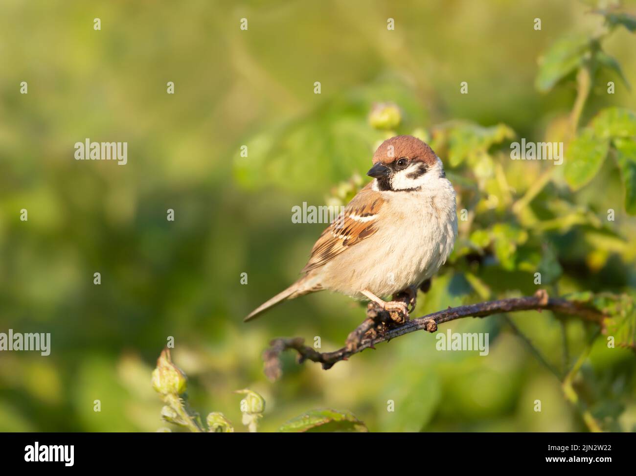 Primo piano di un passero eurasiatico arroccato su un ramo arbusto, Bempton scogliere, Regno Unito. Foto Stock