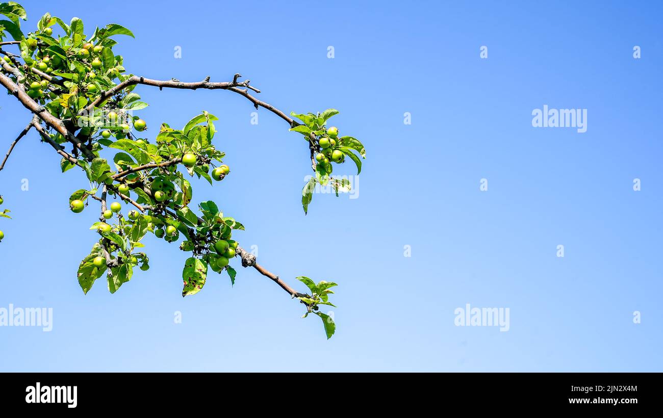 Mele verdi selvatiche su albero con cielo blu e spazio copia Foto Stock
