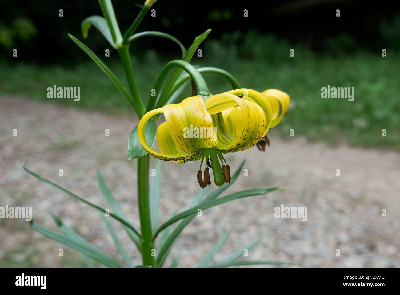 Primo piano dei fiori gialli del giglio dei Pirenei Foto Stock
