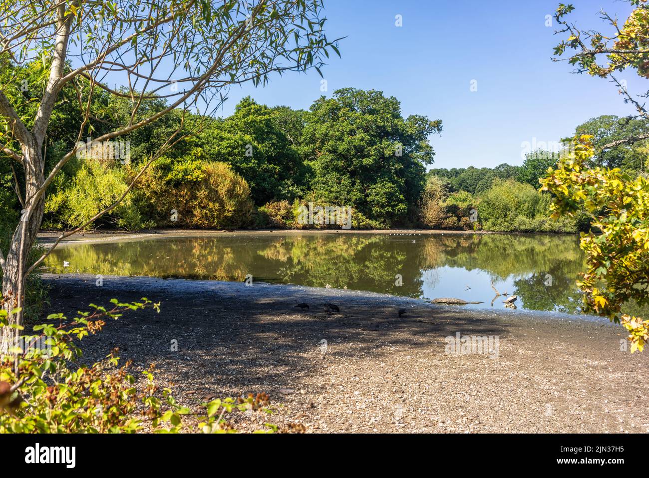 Southampton, Hampshire Regno Unito. 8th agosto 2022. Livelli insolitamente bassi di acqua al lago Cemetery al comune a causa delle condizioni climatiche secche prolungate durante luglio e agosto 2022 nell'Inghilterra meridionale, Regno Unito Foto Stock