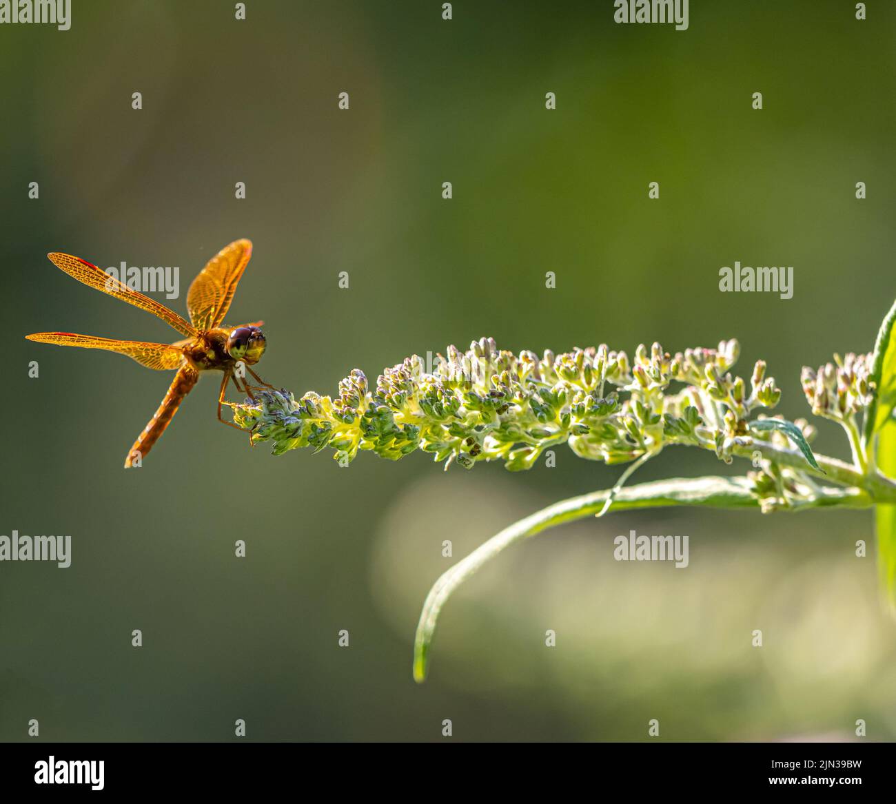 Dragonfly è un insetto appartenente all'ordine odonati, infraorder Anisoptera Foto Stock