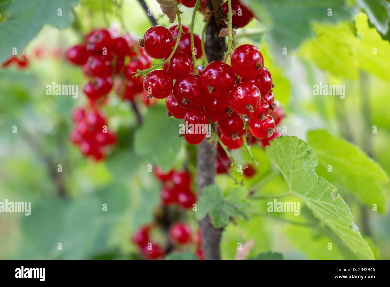 Primo piano di bacche di ribes rosso su un cespuglio nel giardino estivo Foto Stock