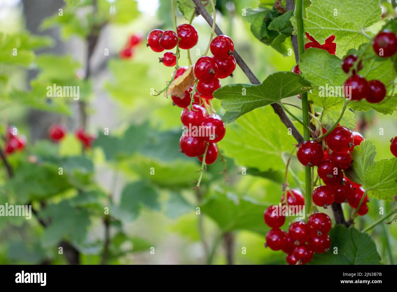Primo piano di bacche di ribes rosso su un cespuglio nel giardino estivo Foto Stock
