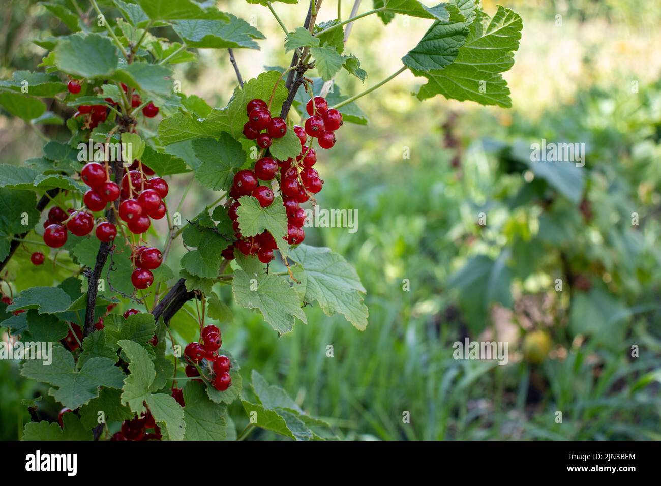 Primo piano di bacche di ribes rosso su un cespuglio nel giardino estivo Foto Stock