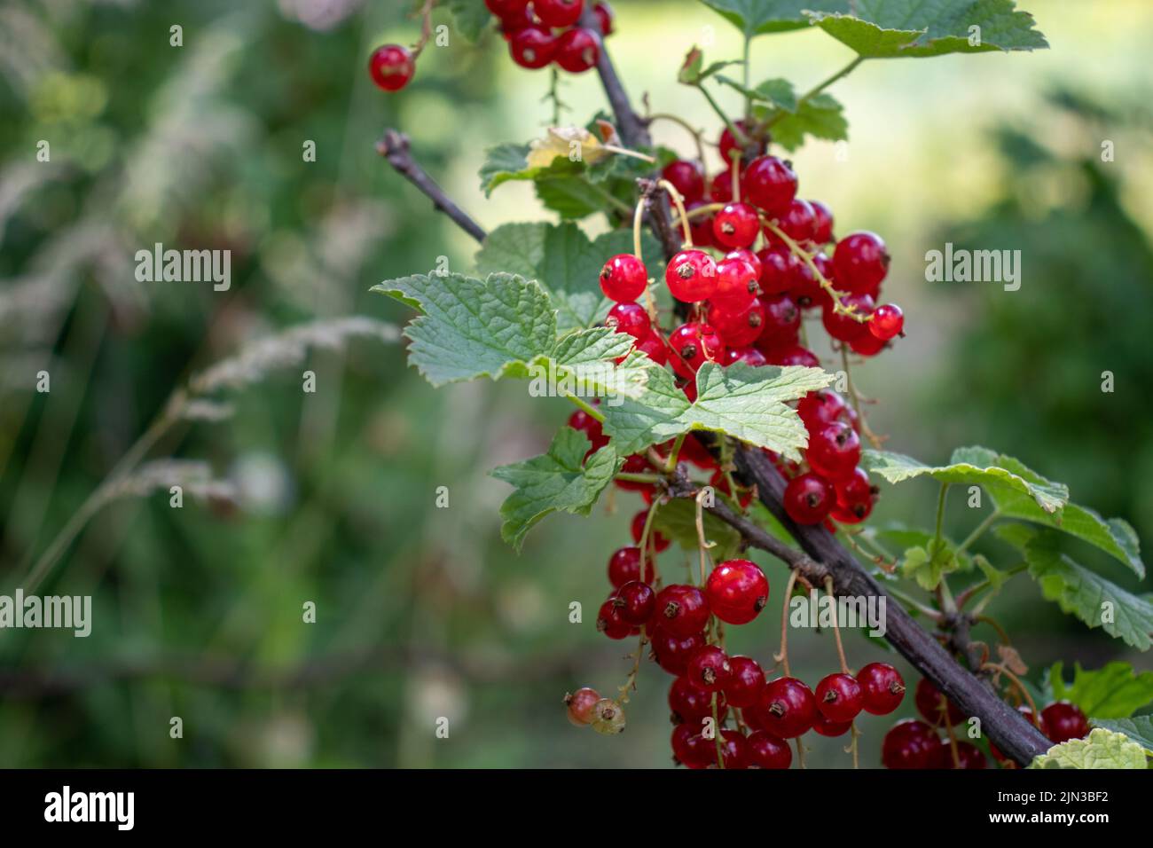 Primo piano di bacche di ribes rosso su un cespuglio nel giardino estivo Foto Stock
