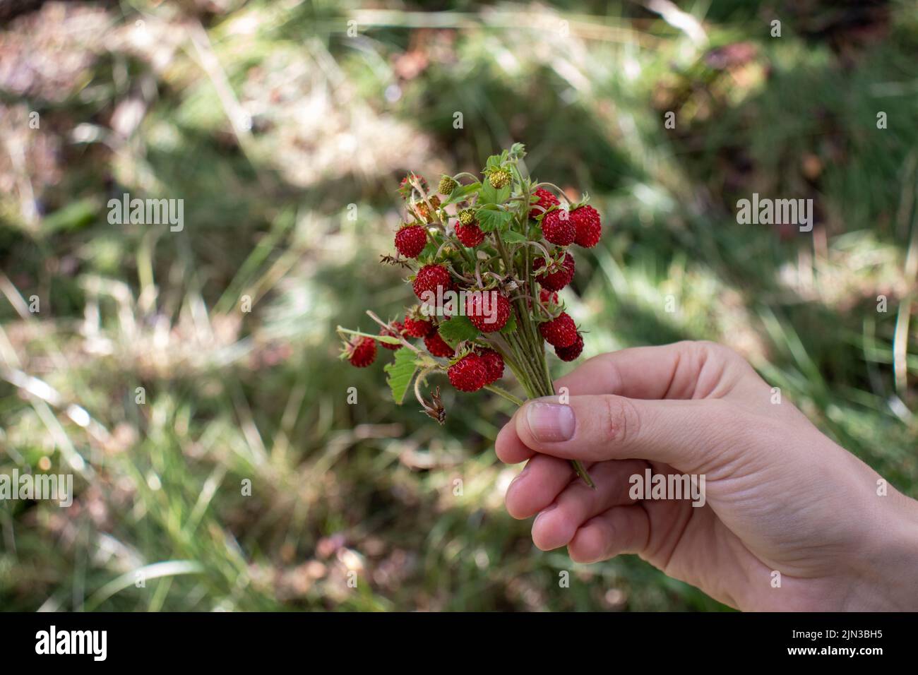 Piccole fragole selvatiche sul cespuglio in mano femmina su sfondo verde erba. Donna che tiene bacche rosse. Stile di vita estivo. Raccolta di fragole piccole Foto Stock