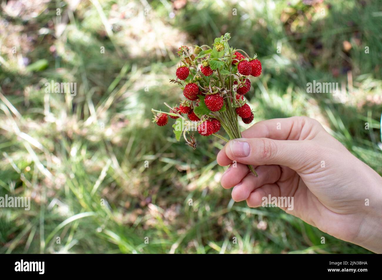 Piccole fragole selvatiche sul cespuglio in mano femmina su sfondo verde erba. Donna che tiene bacche rosse. Stile di vita estivo. Raccolta di fragole piccole Foto Stock