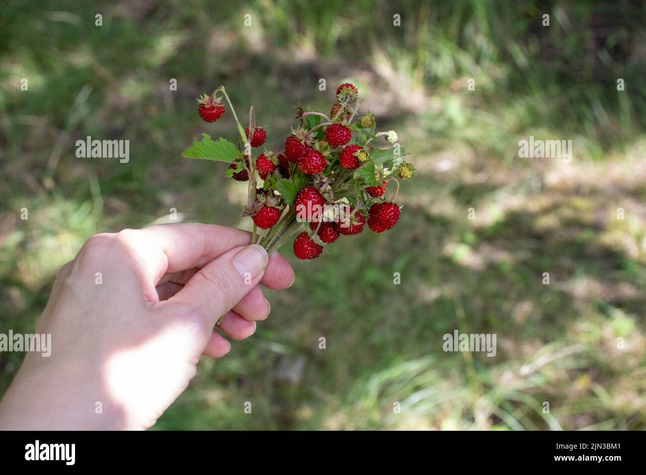 Piccole fragole selvatiche sul cespuglio in mano femmina su sfondo verde erba. Donna che tiene bacche rosse. Stile di vita estivo. Raccolta di fragole piccole Foto Stock