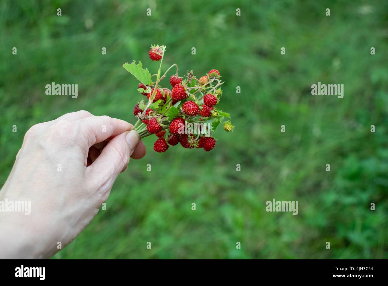 Piccole fragole selvatiche sul cespuglio in mano femmina su sfondo verde erba. Donna che tiene bacche rosse. Stile di vita estivo. Raccolta di fragole piccole Foto Stock