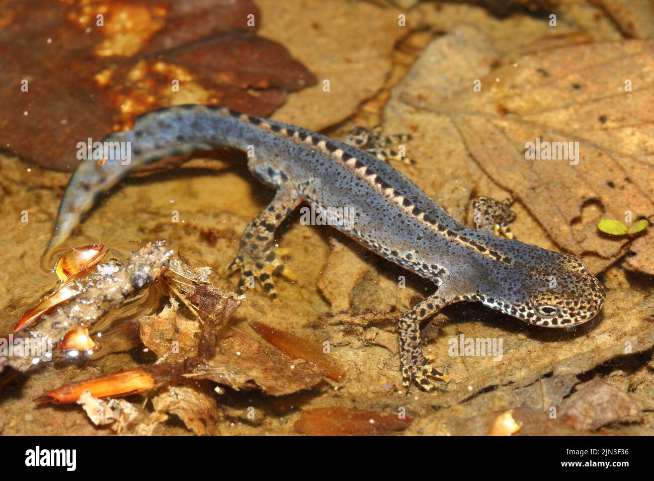 Il novello alpino (Ichthyosaura alpestris) maschio in un habitat naturale Foto Stock