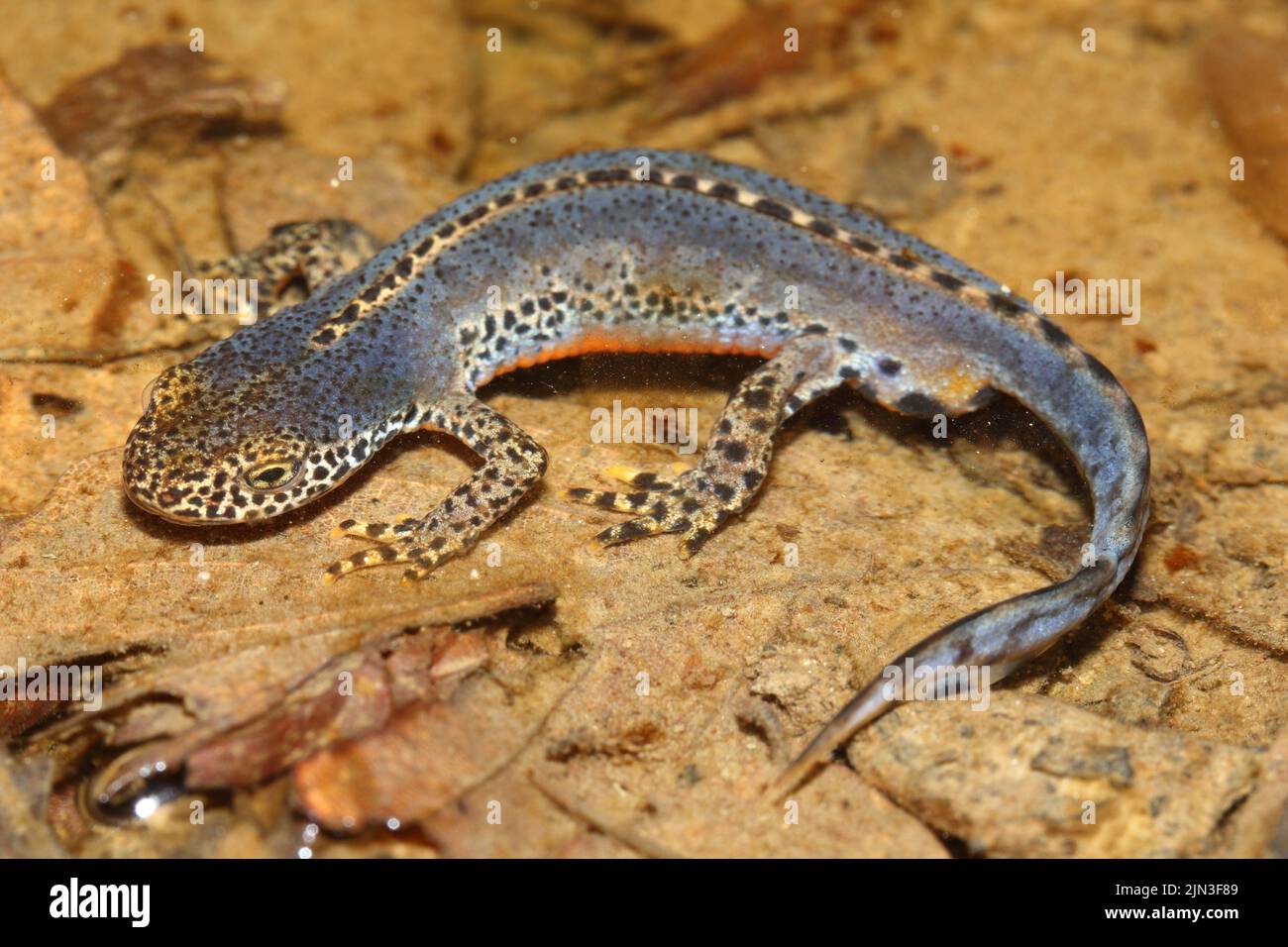 Il novello alpino (Ichthyosaura alpestris) maschio in un habitat naturale Foto Stock