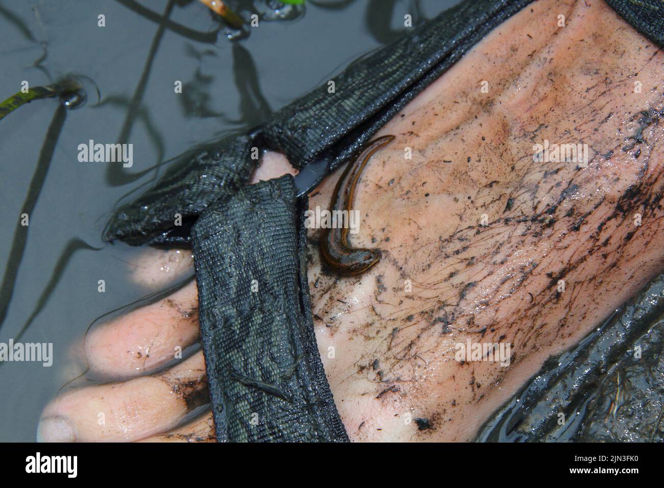Hirudo medicinalis, il leech medicinale europeo sulla gamba dell'uomo in sandali all'acqua sporca Foto Stock