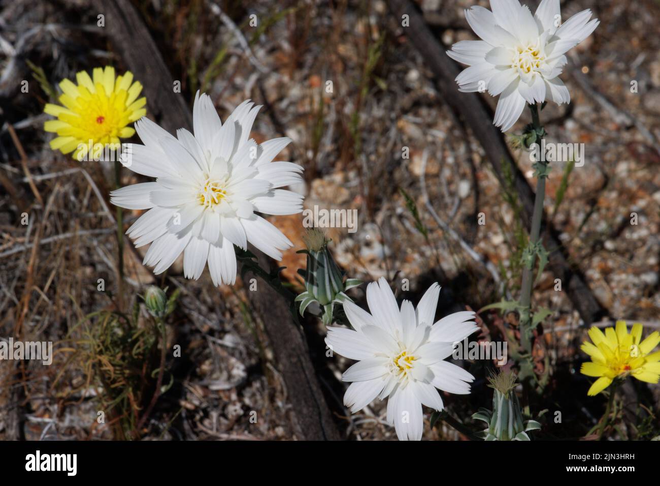 Florescenza della testa di Rafinesquia Neomexicana, Asteraceae, nativa annuale nel deserto di Anza Borrego, Springtime. Foto Stock
