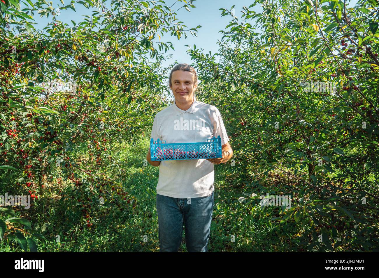 Soddisfatto coltivatore sorridente che tiene scatola di ciliegie in frutteto frutteto. Tempo di raccolta. Foto Stock