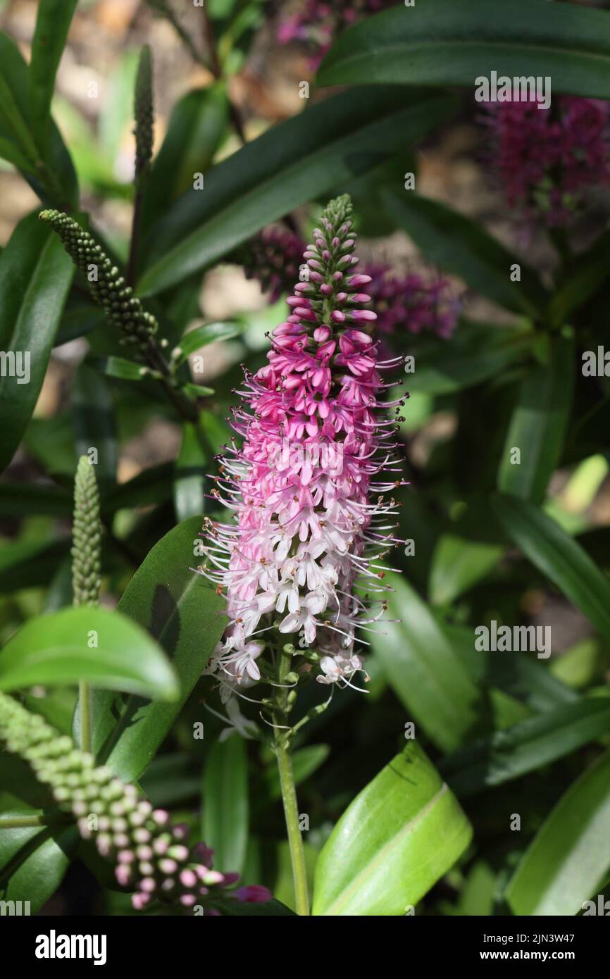 Hebe pianta e fiori Grande varietà orme Foto Stock