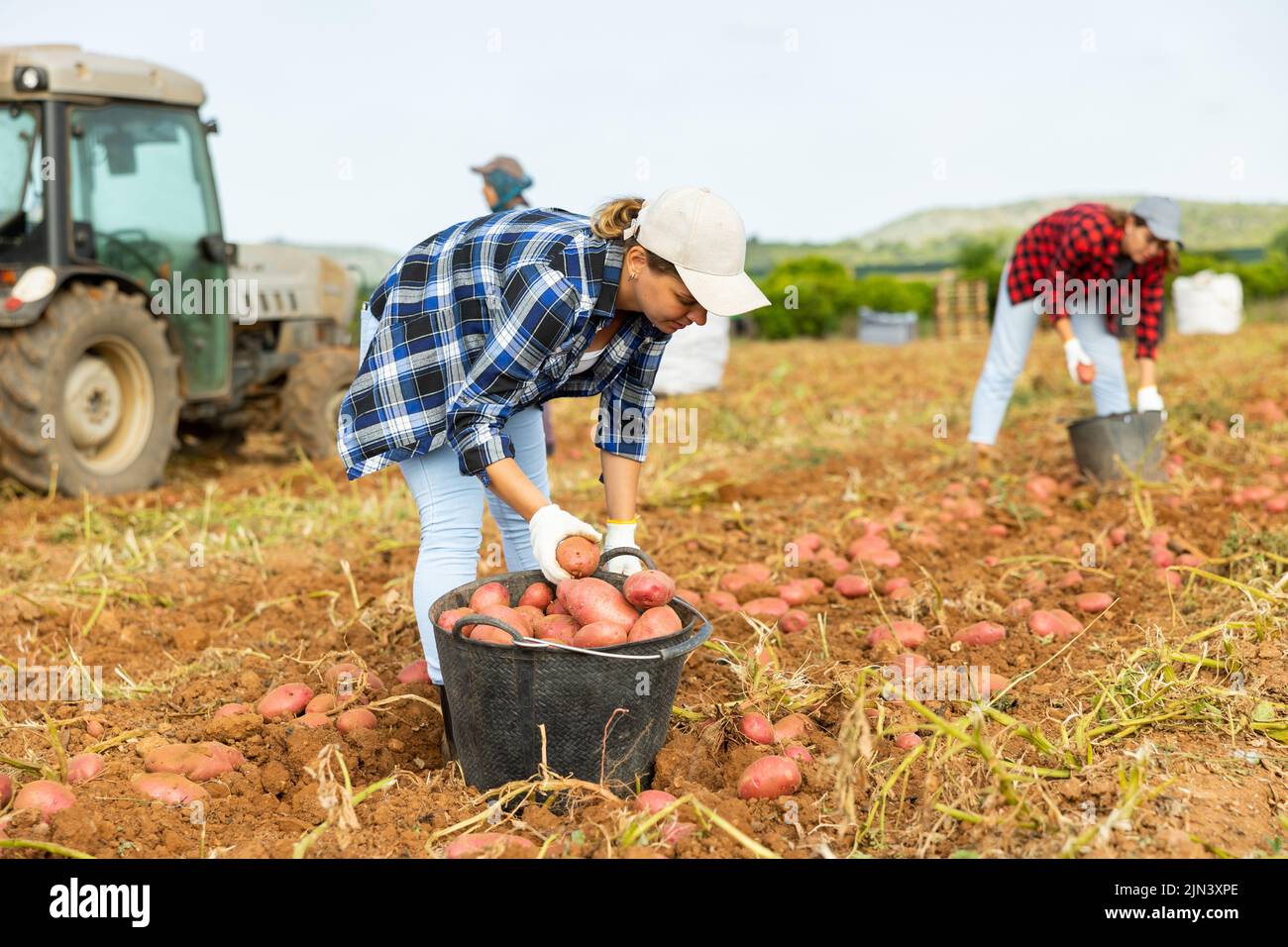 Uomo agricolo raccogliendo patate da terra Foto Stock