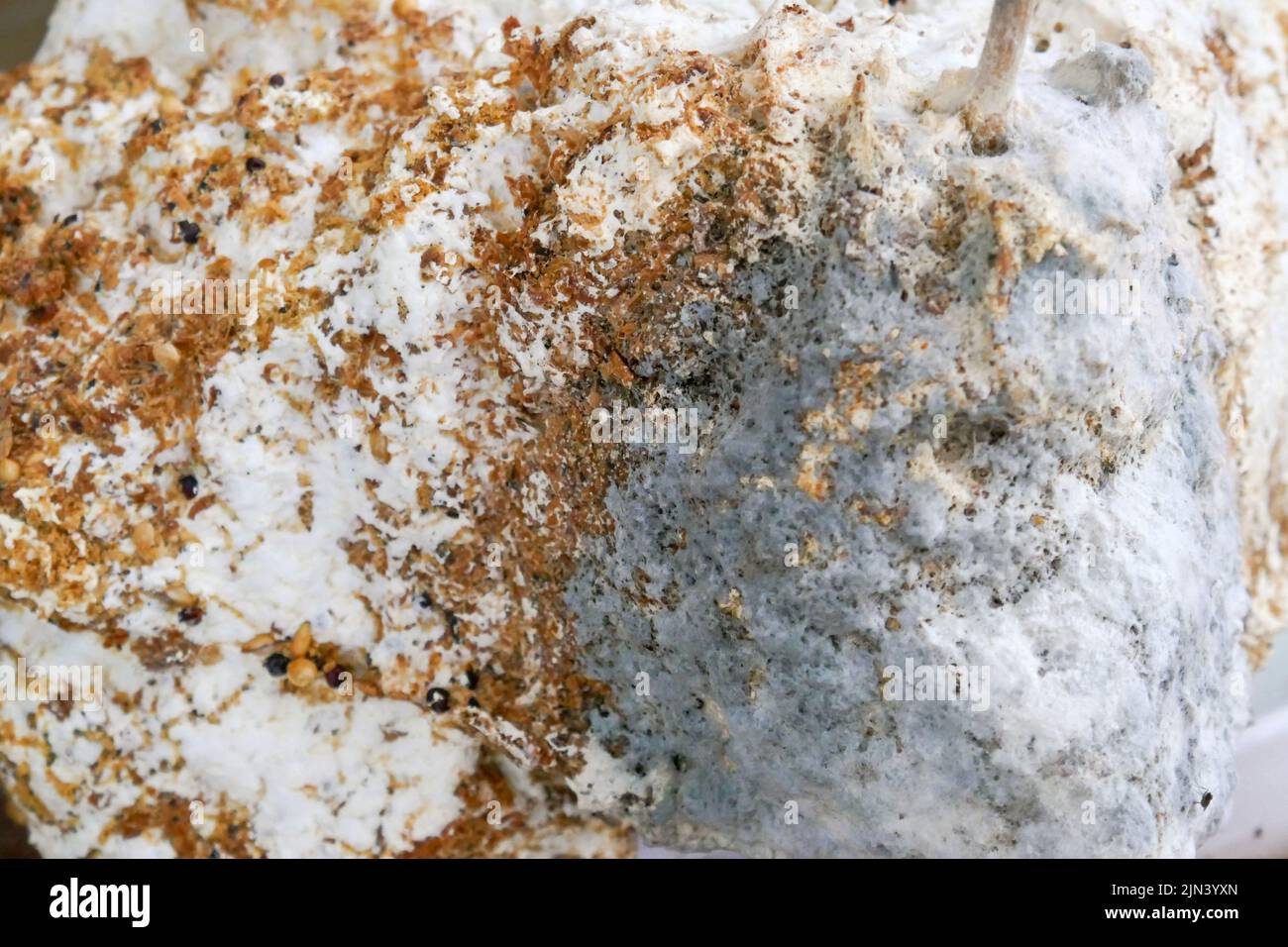 Grigio e marrone muffa close-up. Malattie fungine.Mold superficie parete  fungo. Problema di muffa e fungo Foto stock - Alamy