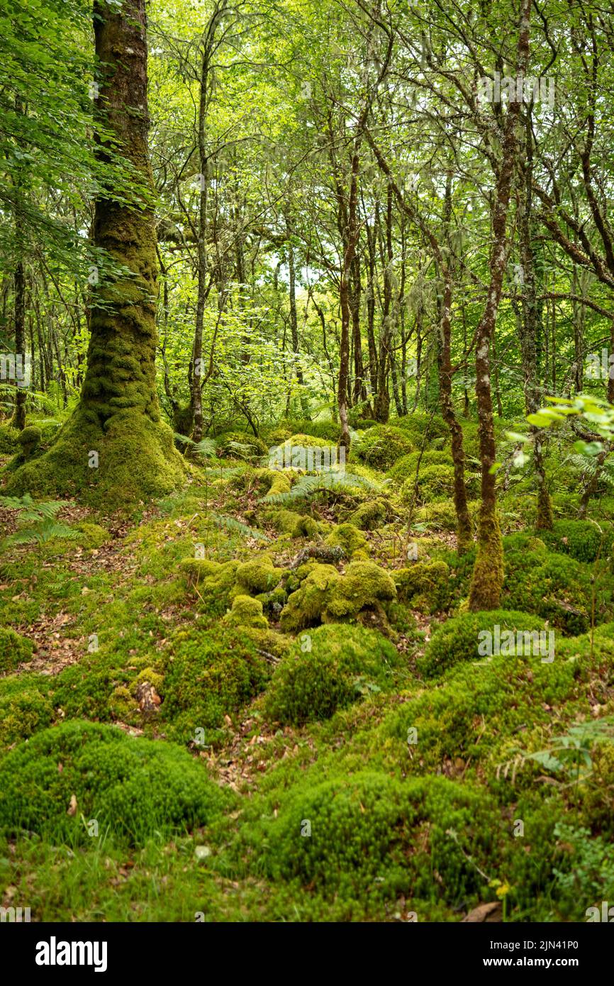 Mosse su Overland Trail, Dalavich, Argyll, Scozia Foto Stock