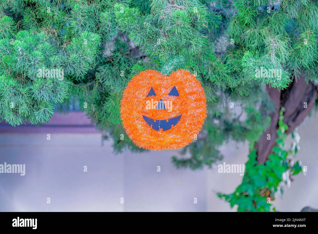 Jack-o'-lanterna ornamento appeso su un pino San Francisco, California. Primo piano di un ornamento di Holloween appeso su un albero contro il wal sfocato Foto Stock