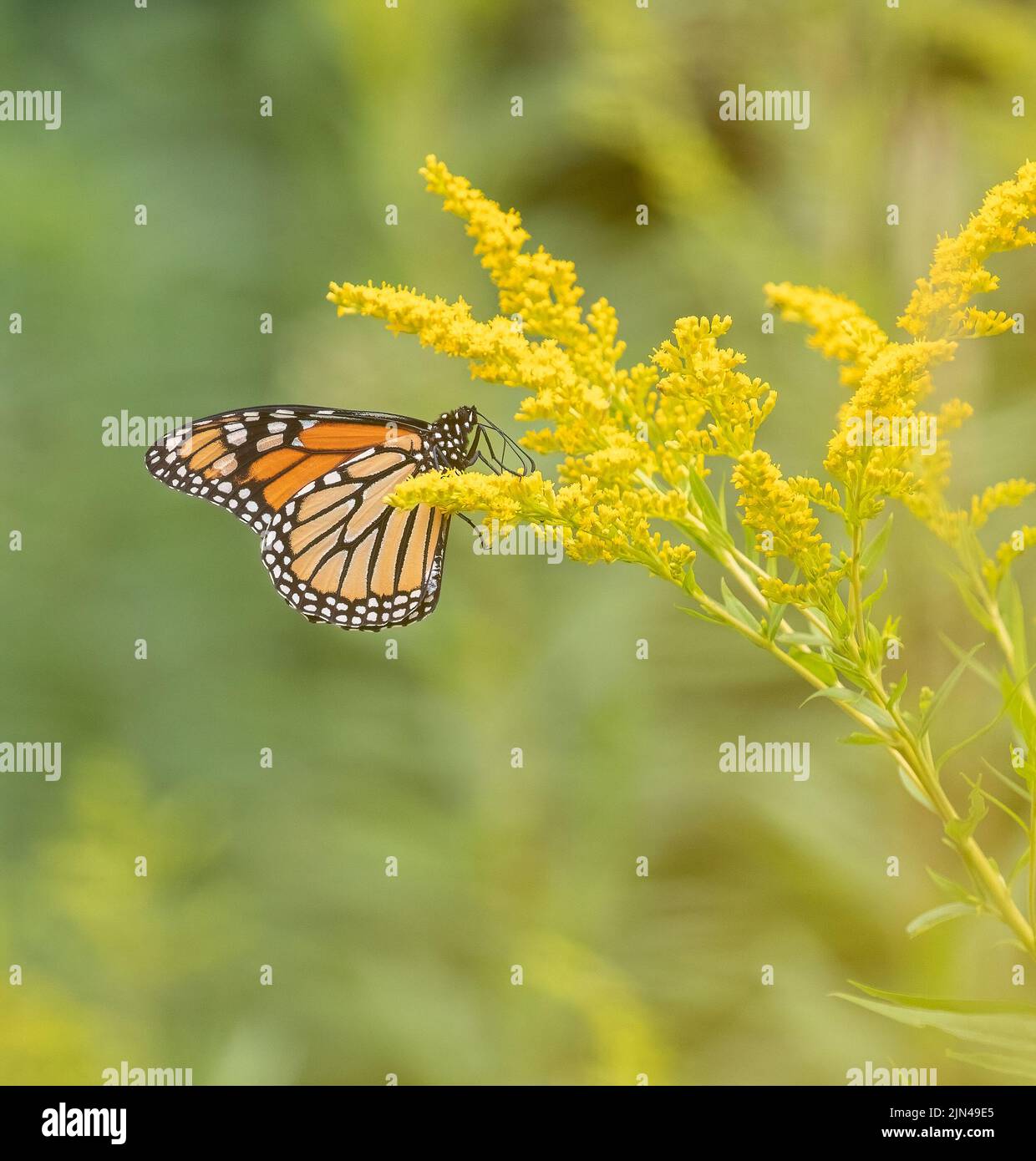 Una farfalla monarca sui primi fiori di goldenrod nel mese di agosto Foto Stock