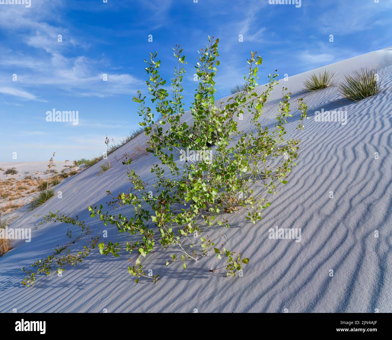 Dune Life Nature Trail, White Sands National Park, New Mexico, USA Foto Stock