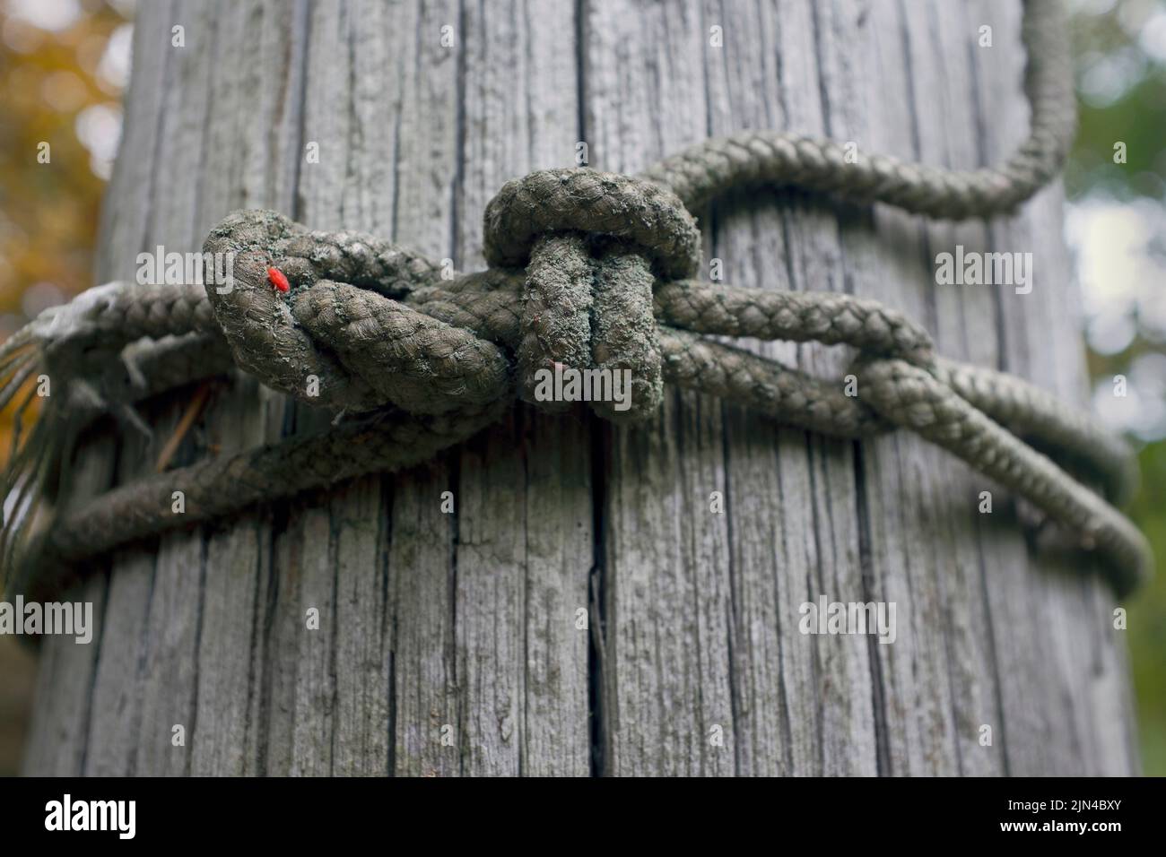 Piccola insetta rossa seduta su corda legata intorno a fence post meteo Foto Stock