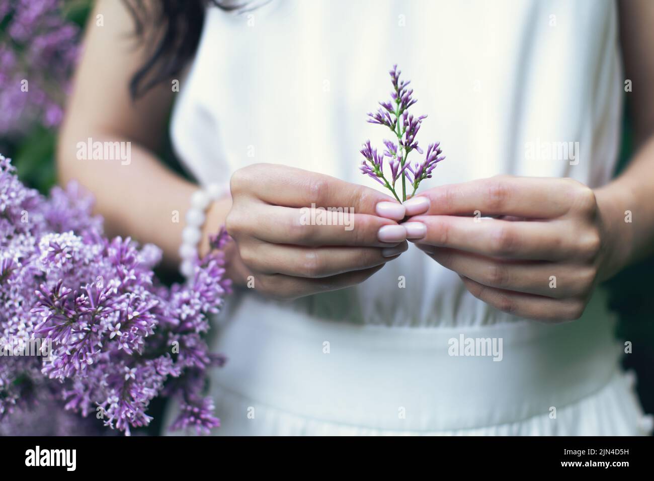 Mani di una donna attraente con un bouquet di lilaci. Primavera ed estate, foto stagionali. Vista frontale. Foto Stock