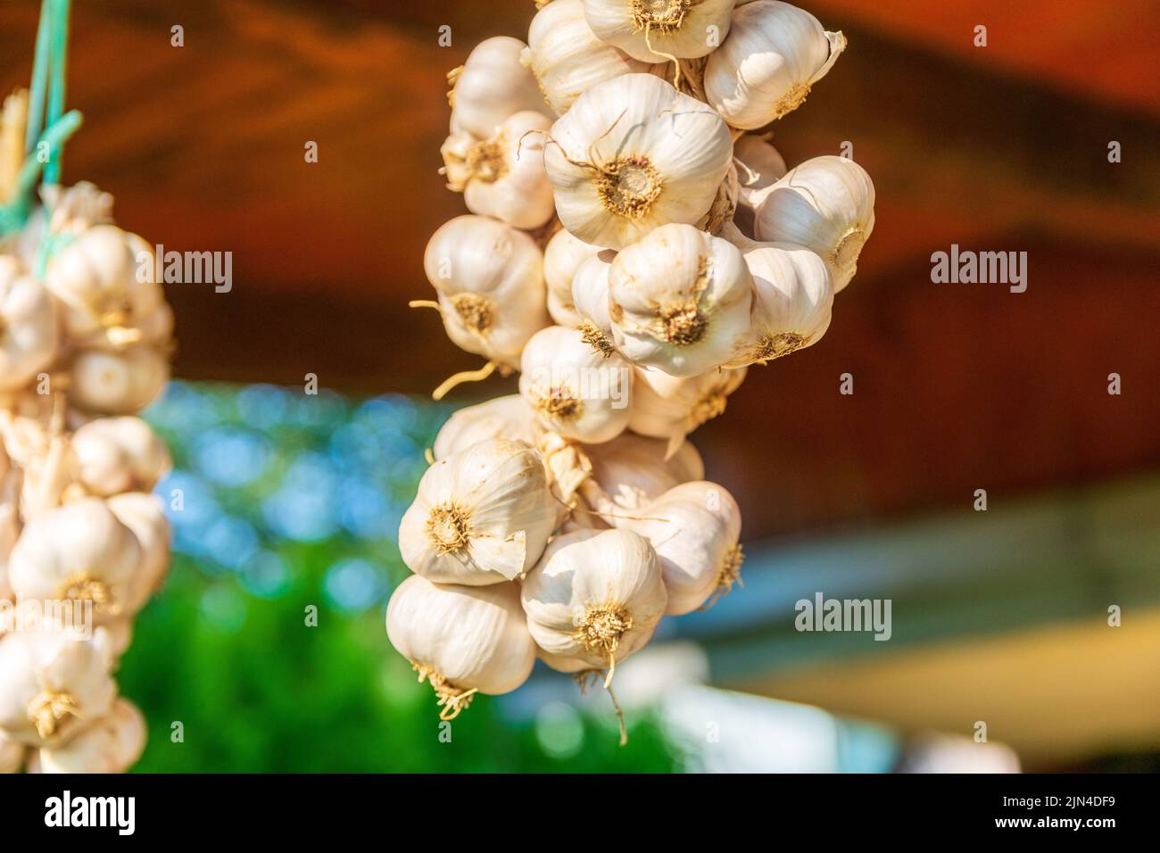 Il primo piano di trecce di aglio con bulbi interi intrecciati insieme dai gambi Foto Stock
