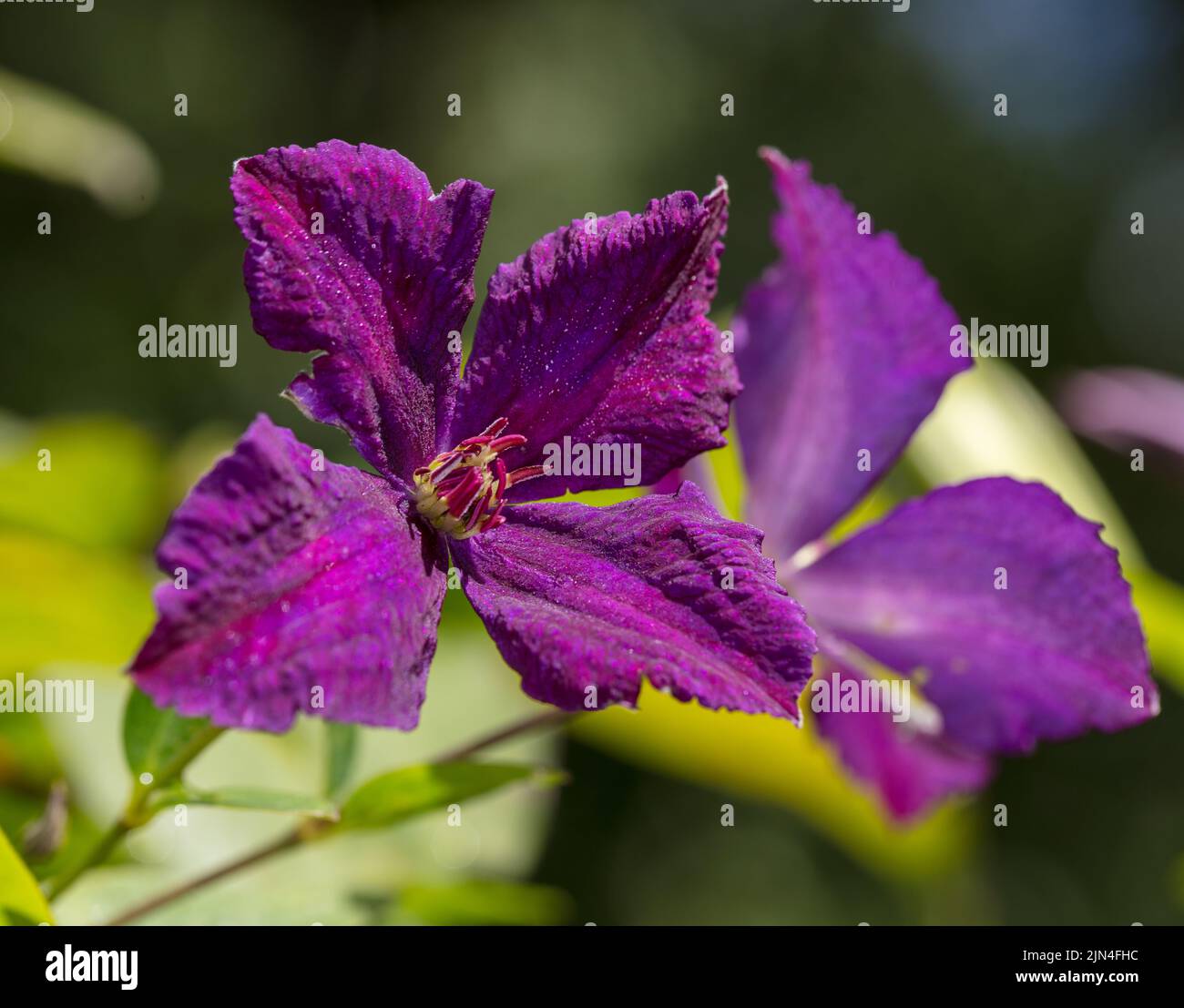 'Polish Spirit' Clematis viola, Italiensk klematis (Clematis viticella) Foto Stock