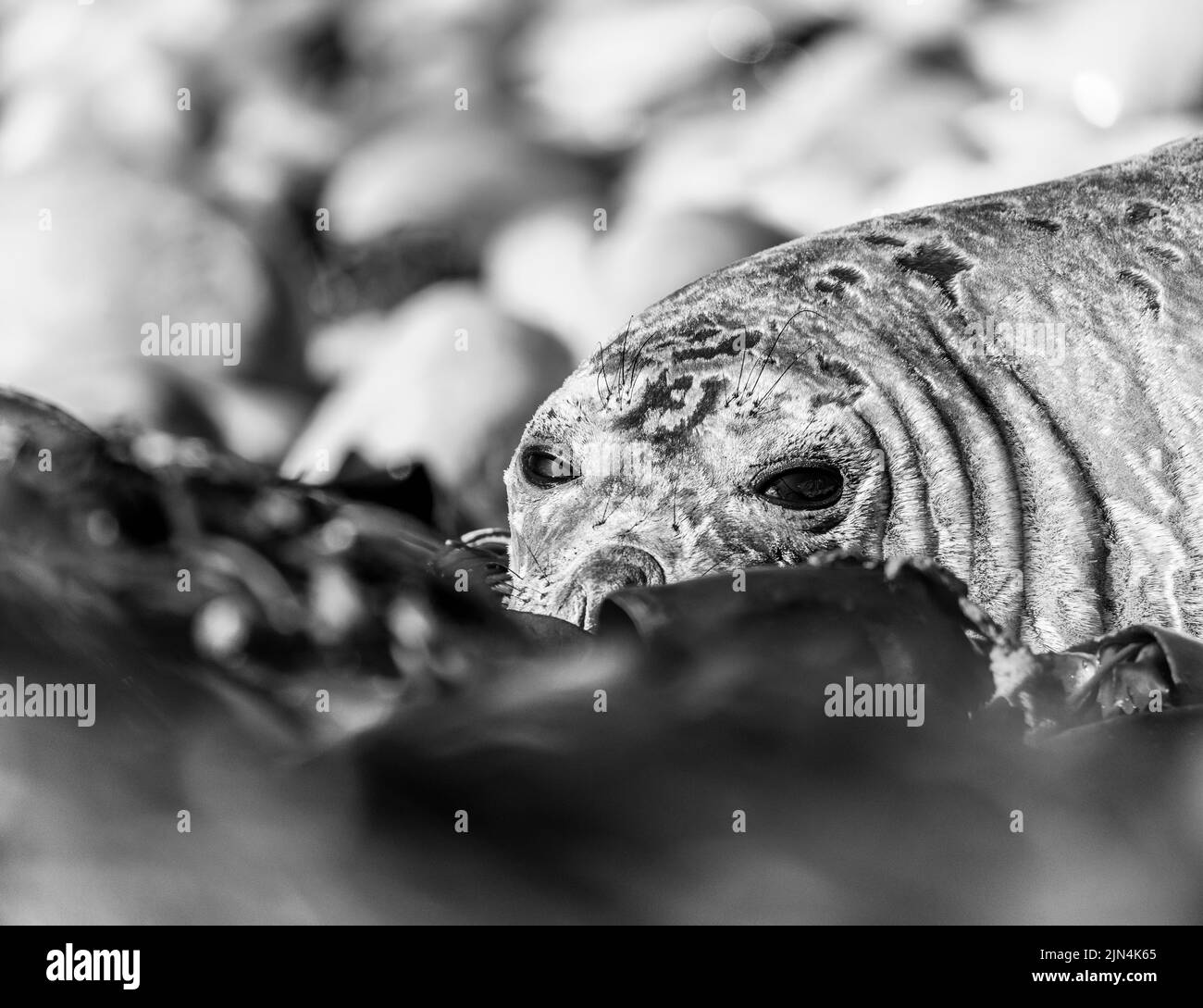 La foca elefante meridionale (Mirounga leonina) è la più grande delle specie pinnipee. Preso nelle Isole Falkland, nell'Atlantico meridionale Foto Stock