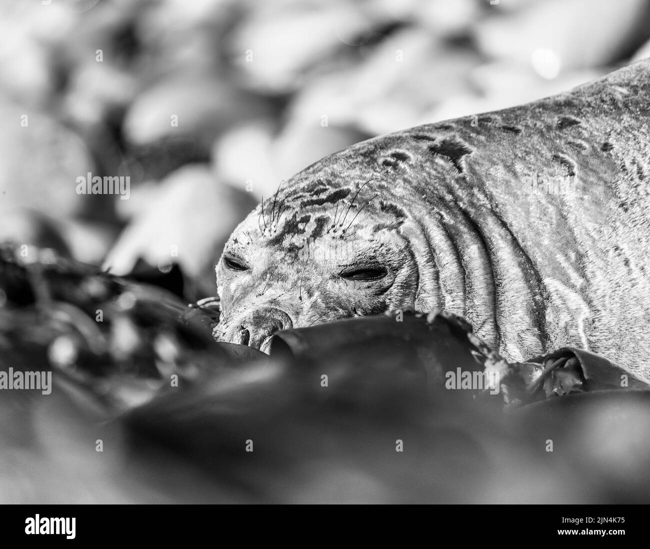 La foca elefante meridionale (Mirounga leonina) è la più grande delle specie pinnipee. Preso nelle Isole Falkland, nell'Atlantico meridionale Foto Stock