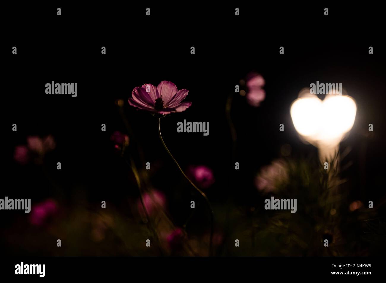 Fiori di Cosmos in fiore vibranti illuminati da lampada lanterna di notte in giardino Foto Stock