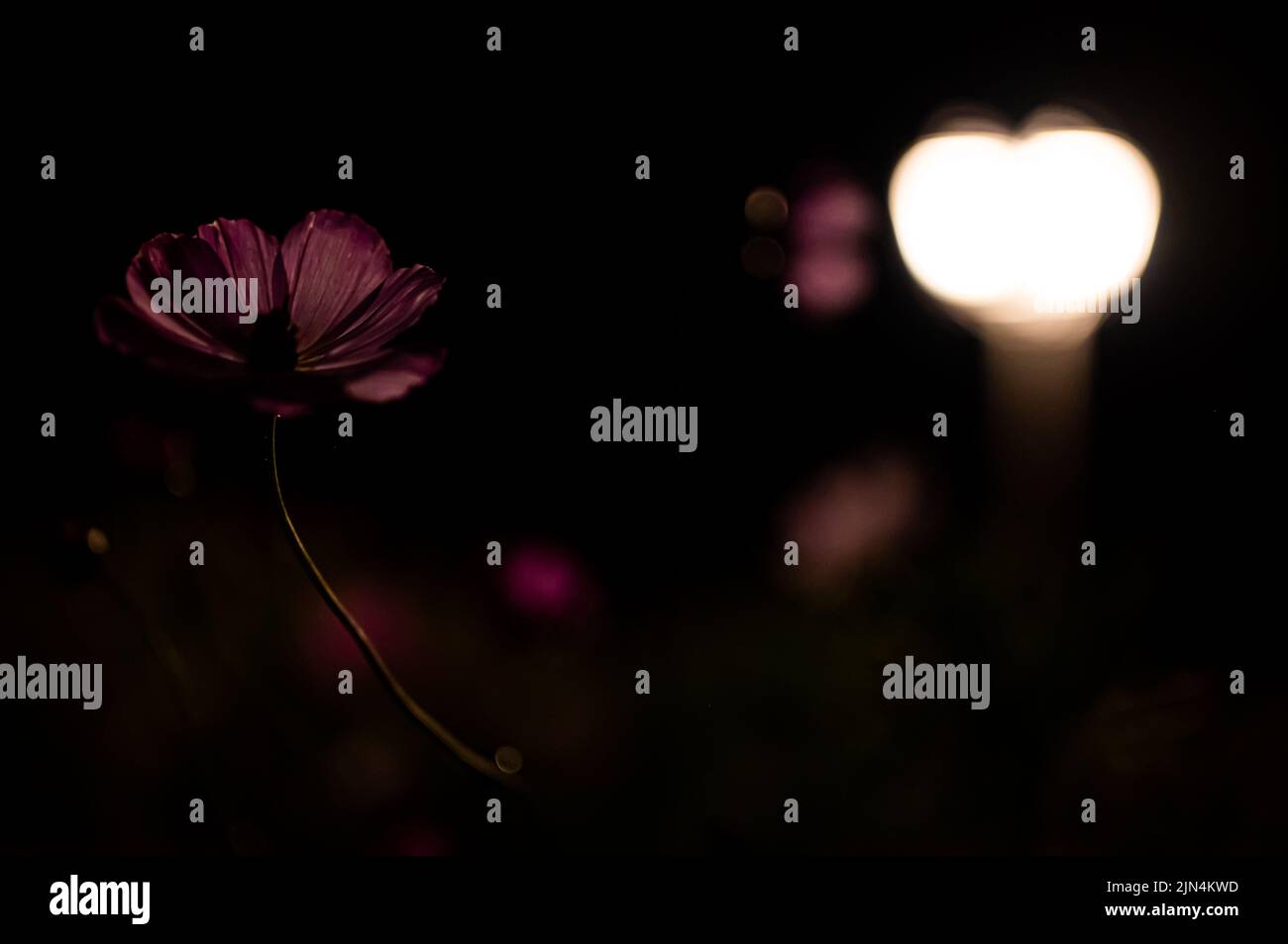 Fiori di Cosmos in fiore vibranti illuminati da lampada lanterna di notte in giardino Foto Stock