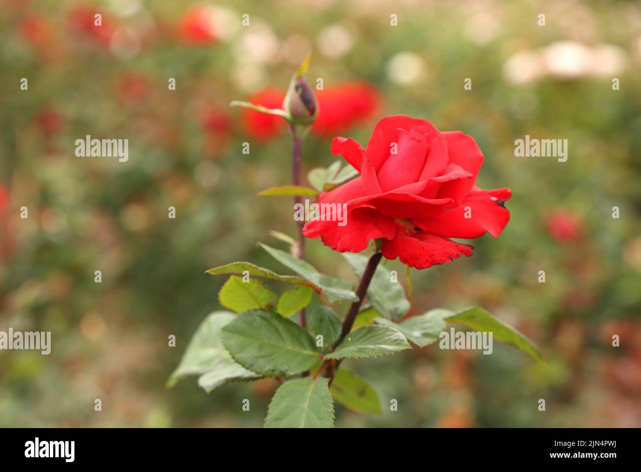 Piantagione di rose. Rose crescenti per giovani pianta. Fattoria di rose. Foto Stock